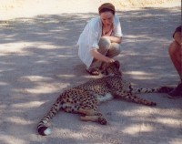 Tame Cheetah