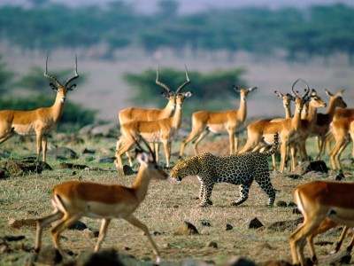 Impalas watch a leopard