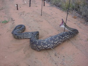 Rock Python in South Africa