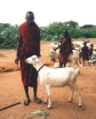 Goat Herder