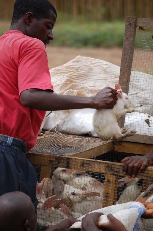 Handing out rabbits in Liberia