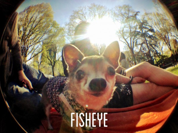 Olloclip fisheye