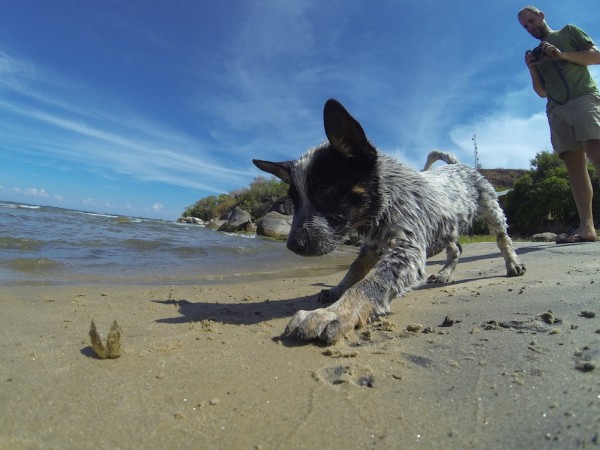 Lobo checking out a shell