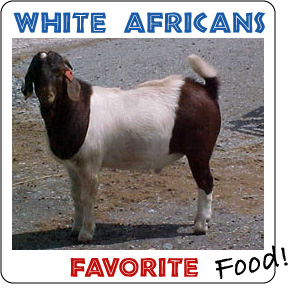 White African Food - Mbuzi / Goat