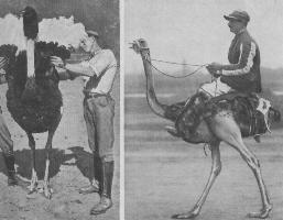 Ostrich Racing